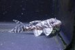 画像2: チョコアンブリード・クィーンアラベスクタイガーワイルドF１・4.5ｃｍＮｏ5 (2)