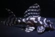 画像1: 大ちゃんブリード・Dai１・7.5ｃｍ2025No24 (1)