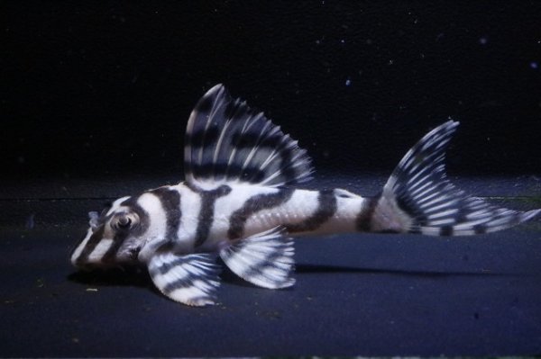 画像1: チラリズムブリード・ＣＢ１‐β・6.5ｃｍ2025No3リアルメガクラウンゼブラ (1)