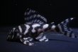 画像1: 大ちゃんブリード・Dai１・7.0ｃｍ2025No23 (1)