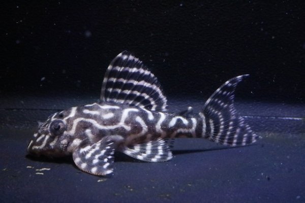 画像2: チョコアンブリード・クィーンアラベスクタイガーワイルドF1・5.3cmNo1 (2)