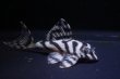 画像4: チラリズムブリード・ＣＢ１‐β・6.5ｃｍ2025No3リアルメガクラウンゼブラ (4)