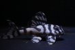 画像2: 大ちゃんブリード・Dai１・6.3ｃｍ2025No22 (2)