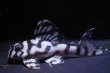 画像1: 大ちゃんブリード・Dai１・6.3ｃｍ2025No22 (1)