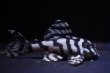 画像1: 大ちゃんブリード・Dai１・7.2ｃｍ2025No21 (1)