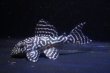 画像1: チョコアンブリード・クィーンアラベスクタイガーワイルドF１・5.5ｃｍＮｏ3 (1)