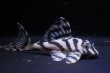 画像2: チラリズムブリード・ＣＢ１‐β・6.5ｃｍ2025No3リアルメガクラウンゼブラ (2)