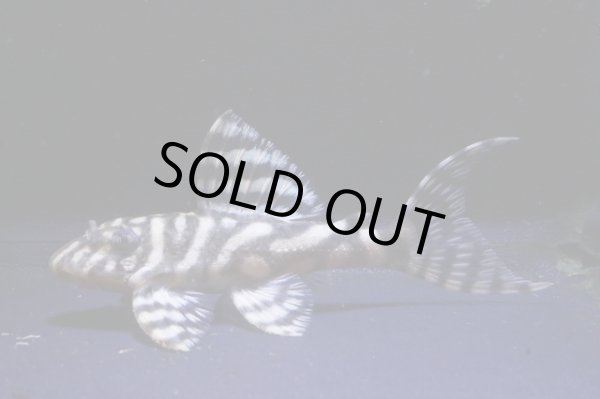 画像2: N&Nブリード・N2（オマケバージョンIIF2）6.2ｃｍ2025No17 (2)