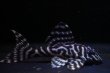 画像2: N&Nブリード・N2（オマケバージョンIIF2）6.2ｃｍ2025No14 (2)