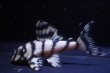 画像2: N&Nブリード・N2（オマケバージョンIIF2）5.8ｃｍ2025No18リアルメガクラウンゼブラ (2)