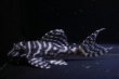 画像2: ラピッシュブリード・ワイルドL333×Gstye（JUN・ハッピーイエロー）6.8ｃｍNo2 (2)