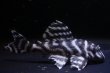 画像2: ラピッシュブリード・ワイルドL333×Gstye（JUN・ハッピーイエロー）6.2ｃｍNo5 (2)