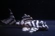 画像4: ラピッシュブリード・ワイルドL333×Gstye（JUN・ハッピーイエロー）6.0ｃｍリアルメガクラウンゼブラ (4)