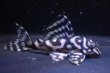 画像2: オマケバージョンIsp・V×VerII・II・F1・6.5ｃｍ2025 (2)