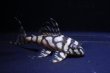 画像5: N&Nブリード・N３（オマケバージョンIII・F2）6.6ｃｍ2025No6リアルメガクラウンゼブラ (5)