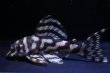 画像1: 夏祭り特価・Yasuブリード・オマケVer5）×Yasu（Ver５×Ver5）8.3ｃｍ2025Ｎｏ6 (1)
