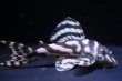 画像2: 夏祭り特価・Yasuブリード・オマケVer5）×Yasu（Ver５×Ver5）8.3ｃｍ2025Ｎｏ6 (2)