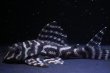 画像2: 夏祭り特価・オマケバージョンIII×オマケ俺一・F１・8.5ｃｍ2025Ｎｏ1 (2)