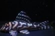 画像2: オマケversionIII・F２・No1・2025・07・7.7ｃｍＮｏ2 (2)