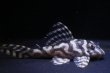 画像1: オマケversionIII・F２・No1・2025・07・7.7ｃｍＮｏ2 (1)
