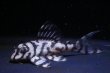 画像1: オマケ俺一×オマケversionVII・6.3ｃｍ2025.07・Ｎｏ１リアルメガクラウンゼブラ (1)