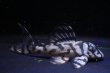 画像2: オマケ俺一×オマケversionVII・6.3ｃｍ2025.07・Ｎｏ１リアルメガクラウンゼブラ (2)