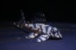 画像3: オマケ俺一×オマケversionVII・6.3ｃｍ2025.07・Ｎｏ１リアルメガクラウンゼブラ (3)