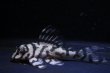 画像4: オマケ俺一×オマケversionVII・6.3ｃｍ2025.07・Ｎｏ１リアルメガクラウンゼブラ (4)