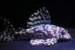 画像2: 夏祭り特価・オマケブリード・オマケ俺一×オマケ俺一・8.5ｃｍ (2)