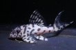 画像2: ウィルライン４ｔｈ・５ｔｈ・F１・6.0ｃｍ2025.08・Ｎｏ１ (2)