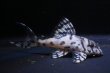 画像1: ウィルライン４ｔｈ・５ｔｈ・F１・6.0ｃｍ2025.08・Ｎｏ１ (1)