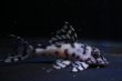 画像2: ウィルライン４ｔｈ・５ｔｈ・F１・5.5ｃｍ2025.08・Ｎｏ2 (2)