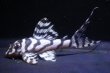 画像2: オマケversionIII・F２・No1・2025・08・6.5ｃｍＮｏ4 (2)