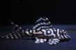 画像2: Yasuブリード・オマケバージョンV・F２・2025.08・6.7ｃｍＮｏ3 (2)