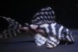 画像2: 大ちゃんブリード・Dai1・2025.08・7.8ｃｍNo4 (2)