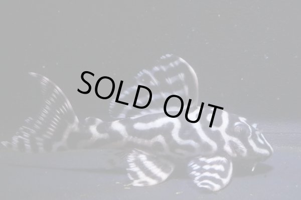 画像1: 大ちゃんブリード・Dai1・2025.08・7.3ｃｍNo5 (1)