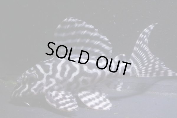 画像2: 大ちゃんブリード・Dai1・2025.08・8.5ｃｍNo6 (2)