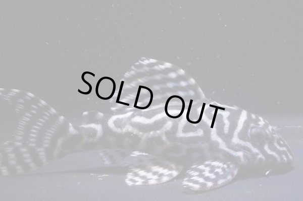 画像1: 大ちゃんブリード・Dai1・2025.08・8.5ｃｍNo6 (1)