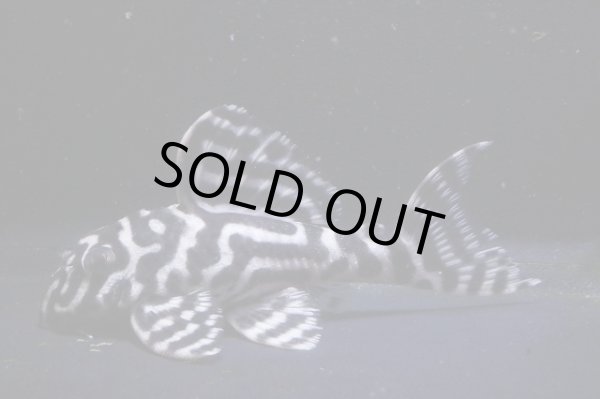 画像2: 大ちゃんブリード・Dai1・2025.08・7.3ｃｍNo5 (2)