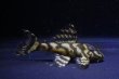 画像2: 夏祭り特価・N&Nブリード・オリノコリアルメガクラウン雌個体・5.3ｃｍＮｏ2 (2)