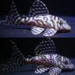 画像1: 夏祭り特価・松風ブリード・アクアズ俺一・F１・雄7.8ｃｍ雌7.8ｃｍのペア (1)