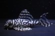 画像2: オマケバージョンIII・F１×オマケバージョンV・F1・2025.08・7.0ｃｍＮｏ2 (2)