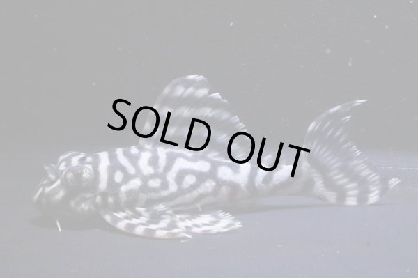 画像2: オマケバージョンIII・F１×オマケバージョンV・F1・2025.08・7.0ｃｍＮｏ2 (2)