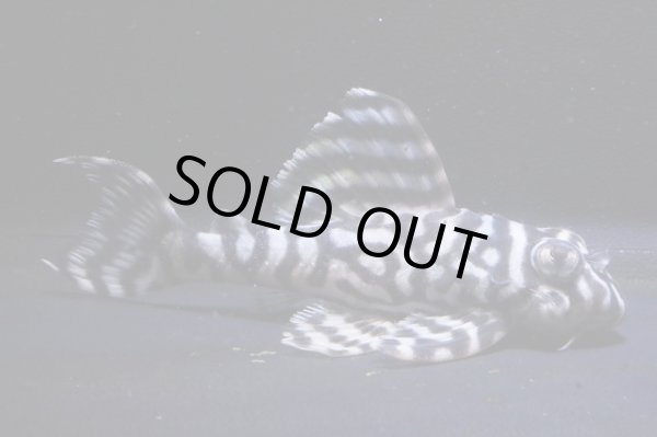 画像1: オマケバージョンIII・F１×オマケバージョンV・F1・2025.08・7.0ｃｍＮｏ2 (1)