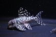 画像4: 夏祭り特価・ハイセンスブリード・ワイルドL136×L174・5.5ｃｍ３匹セット (4)