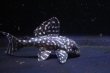 画像2: 夏祭り特価・ハイセンスブリード・ワイルドL136×L174・5.5ｃｍ３匹セット (2)