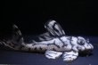 画像4: 夏祭り特価・Yasuブリード・オマケバージョンIII・F１×オマケバージョンV・F1・8.0ｃｍリアルメガクラウンゼブラ (4)