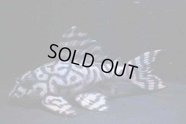 画像3: スーパーメガ出現血統・オマケバージョンII・L236×ワイルドL333・雄1雌2のトリオ (3)