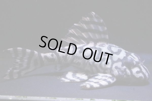 画像2: スーパーメガ出現血統・オマケバージョンII・L236×ワイルドL333・雄1雌2のトリオ (2)