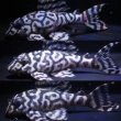 画像1: スーパーメガ出現血統・オマケバージョンII・L236×ワイルドL333・雄1雌2のトリオ (1)
